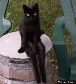 Human Cat GIF - Human Cat Bored - Discover &amp; Share GIFs