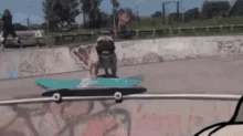 Skateboard Dog GIF - Skateboard Dog Funny Animals GIFs