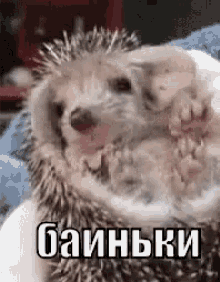 гуднайт еж ежик спокойной ночи баюбая баиньки GIF - Goodnight Hedgehog Cute GIFs