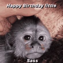 sassy sass birthday