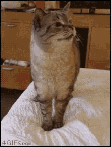 Cat Sneeze GIF - Cat Sneeze GIFs