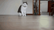 Somersaulting Cat GIF - Somersaulting Cat GIFs