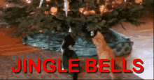 Jingle Bells Kittens GIF - Jingle Bells Kittens Funny Animals GIFs