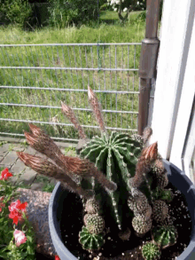 Cactus GIF - Cactus GIFs