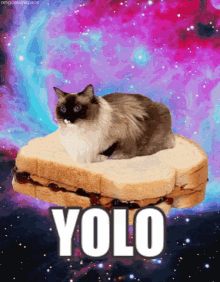 Yolo Cat GIF - Yolo Cat Sandwich GIFs