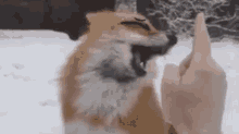 nose boop