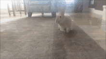 How To Keep A Single Rabbit Happy GIF - How To Keep A Single Rabbit Happy GIFs