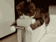 Cat Playing GIF - Cat Playing Lazy GIFs