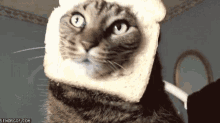 Cat Wear Bread GIF - Cat Wear Bread Face GIFs