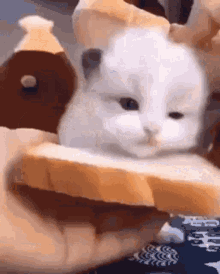 Cat Sandwich GIF - Cat Sandwich GIFs