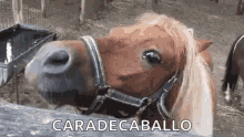 laughing caradecaballo