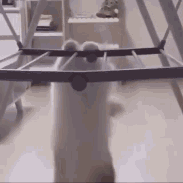 Cat Fail Cat Fun GIF - Cat Fail Fail Cat - Discover & Share GIFs