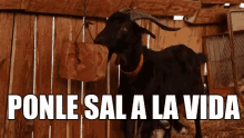 cabra sal goat eat ponle sal a la vida