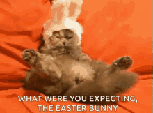 Easter Kitty What Were You Expecting GIF - Easter Kitty What Were You Expecting The Easter Bunny GIFs