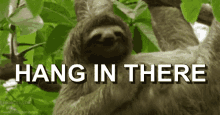 Hang In There Sloth GIF - Hang In There Sloth Happy GIFs