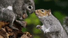 Squirrel Get GIF - Squirrel Get Animals GIFs