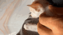 Migi Cute Cat GIF - Migi Cute Cat Billa GIFs