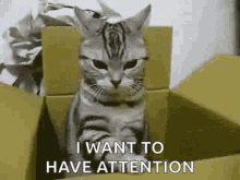 want attention give me attention pay to attention cat kitty