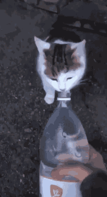 Cat Water GIF - Cat Water Bottle GIFs
