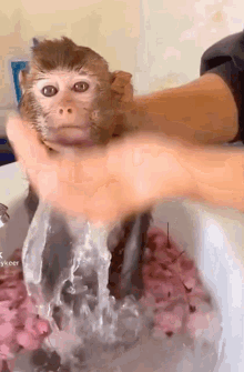 Monkey Hug GIF - Monkey Hug Saucelessss GIFs