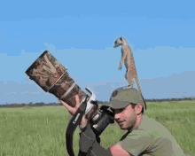 Meerkat Uses Human As Lookout Post GIF - Meerkat Lookout Human GIFs