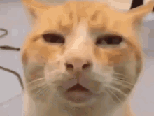 Cat Iouvels GIF - Cat Iouvels Side Eye GIFs