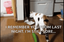 cat still