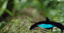 Vogelkop Superb GIF - Vogelkop Superb Bird Of Paradise GIFs