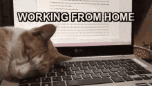 Wfh Working From Home GIF - Wfh Working From Home Cats Ruin Everything GIFs