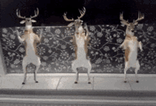 Deer Deer Dancing GIF - Deer Deer Dancing Deers GIFs