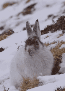 Morning Snow Rabbit GIF - Morning Snow Rabbit Snow Hare GIFs