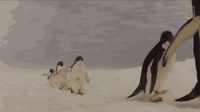 Here We Are World Penguin Day GIF - Here We Are World Penguin Day Adelie Penguin GIFs