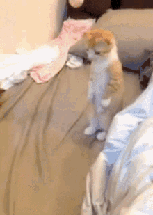 Standing Cat GIF - Standing Cat Bed GIFs