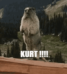 Kurt Marmot GIF - Kurt Marmot GIFs