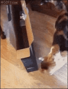 Funny Animals Cats GIF - Funny Animals Cats Box Vs Cat GIFs