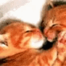 Kittens Kissing GIF - Kittens Kissing Cute GIFs