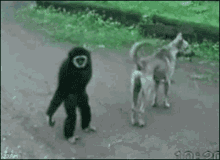 Monkey Animal GIF - Monkey Animal Dog GIFs