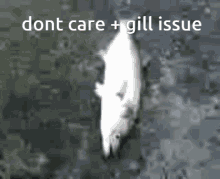 Gill Issue GIF - Gill Issue GIFs