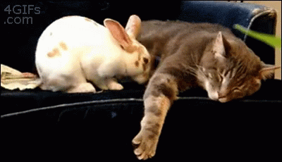 welp Snuggle-bunny