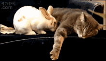 Snuggle Bunny GIF - Snuggle Bunny Cat GIFs