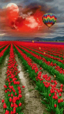tulips beautiful
