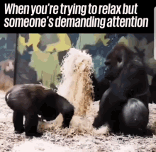 Monkey Funny Animals GIF - Monkey Funny Animals Demand Attention GIFs