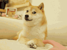 dog triggered angry touch doge