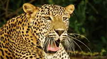 Leopard Big Cat GIF - Leopard Big Cat Big Kitty GIFs