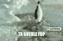 Ta Gueule Fdp Penguin GIF - Ta Gueule Fdp Penguin Shut Up GIFs