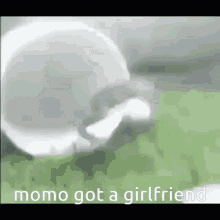 Momo Got A Girlfriend Frog GIF - Momo Got A Girlfriend Frog GIFs
