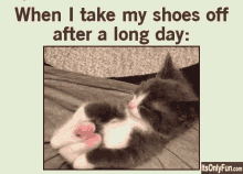 Long Day When I Take My Shoes Off After A Long Day GIF - Long Day When I Take My Shoes Off After A Long Day Kitten GIFs