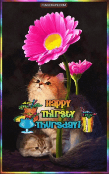 Cats Happy Thirsty Thursday GIF - Cats Happy Thirsty Thursday Flowers GIFs