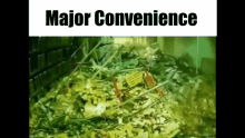 Major Convenience GIF - Major Convenience GIFs