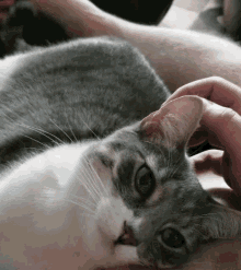 Cat Purr GIF - Cat Purr Yawn GIFs
